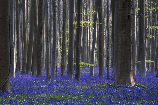 Blue flowering bluebells (Hyacinthoides non-scripta) in the copper beech (Fagus sylvatica) forest, Hallerbos, near Halle, province of Flemish Brabant, Belgium