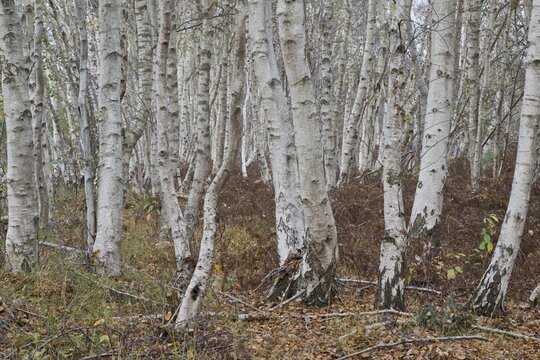 Warty birch (Betula pendula), Emsland, Lower Saxony, Germany