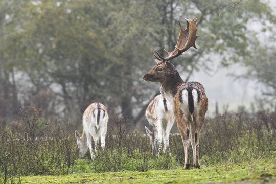 Fallow deer (Dama dama), Province of North Holland, Netherlands