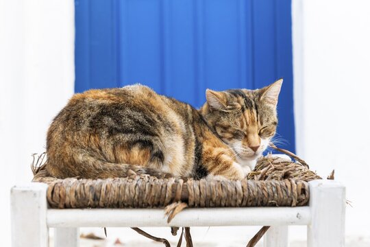 Cat lying on chair, Parika, Paros, Cyclades, Aegean Sea, Greece