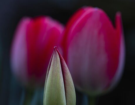 Tulip bud, pink tulips that have already opened in the background, Germany