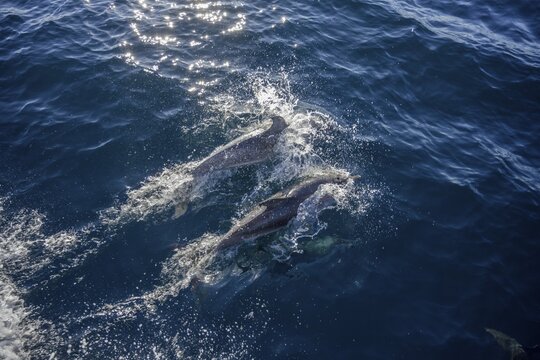 Spotted dolphins (Stenella), Valle Gran Rey, La Gomera, Spain