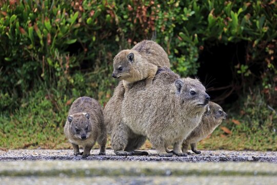 Rock Hyrax (Procavia capensis) adult female with three young, social behavior, Betty's Bay, Western Cape, South Africa