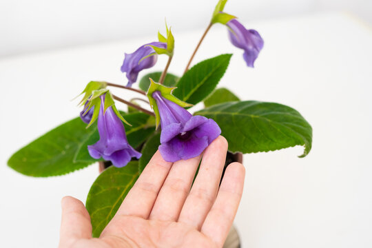 Flowering gloxinia in pot with hand reaching in on white background  