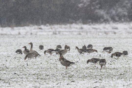 Greylag Geese (Anser anser) and Greater White-fronted Goose (Anser albifrons) in a snow drift, Emsland, Lower Saxony, Germany