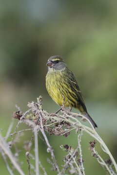Black-chinned Seedeater (Crithagra scotops), Forest Seedeater, adult, male, foraging, on wait, Kirstenbosch Botanic Gardens, Cape Town, South Africa