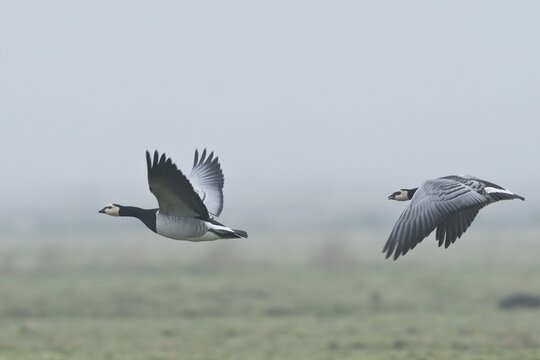 Barnacle Geese, White-fronted Geese (Branta leucopsis), flying, East Frisia, Lower Saxony, Germany