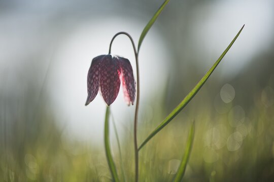 Snake's head fritillary (Fritillaria meleagris), Lower Saxony, Germany