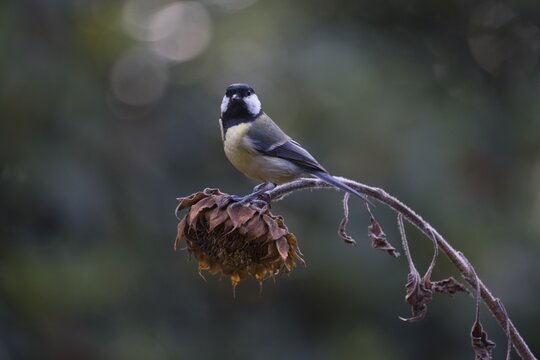 Great tit (Parus major) on sunflower, Emsland, NIedersachsen, Germany