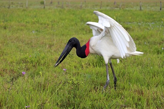 Jabiru (Jabiru mycteria), adult in a meadow, eating fish, with prey, Pantanal, Mato Grosso, Brazil
