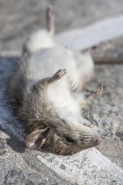 Dead rat lying on the ground, Paros, Cyclades, Aegean Sea, Greece