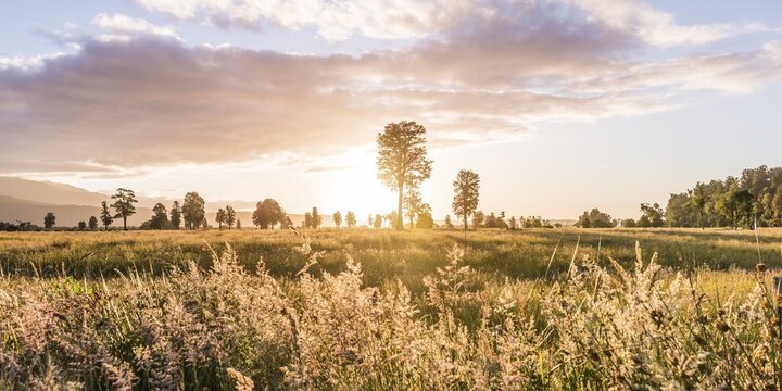 Landscape, single trees in a meadow, backlit, West Coast, New Zealand