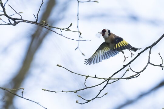 A male goldfinch (Carduelis carduelis) flies with nesting material in its beak through sparse branches against a bright sky, Hesse Germany