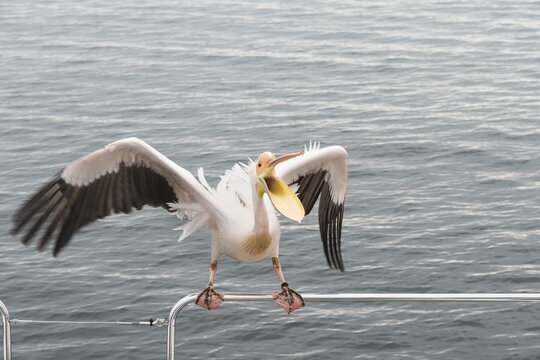 Great White Pelican (Pelecanus onocrotalus) on railing in Walvis Bay, Namibia