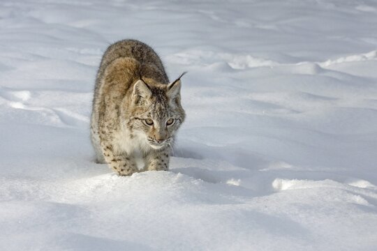 Lynx (Lynx lynx) in the deep snow, captive, Germany