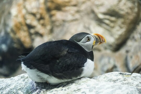 Puffin (Fratercula arctica) on rock, captive