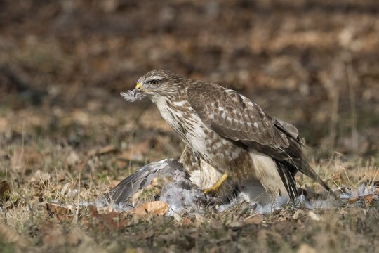 A buzzard (Buteo buteo) on the ground, eating a captured pigeon, surrounded by autumn leaves and feathers, Hesse, Germany