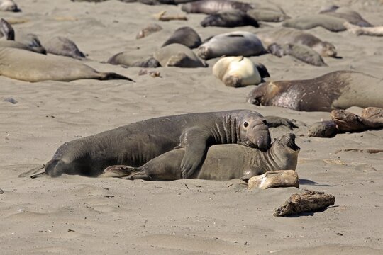 Northern Elephant Seals (Mirounga angustirostris), adult pair on the beach mating, elephant seal colony, Piedras Blancas Rookery, San Simeon, San Luis Obispo County, California, USA