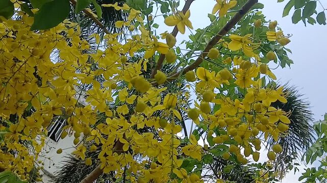 Video of Golden shower tree from India.