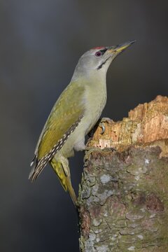 Grey-headed woodpecker (Picus canus), male on broken tree trunk, Swabian Alb Biosphere Reserve, Baden-W&uuml;rttemberg, Germany