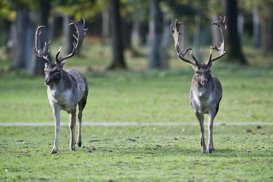 Fallow deer (Dama dama), Lower Saxony, Germany