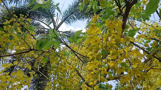 Video of Golden shower tree from India.