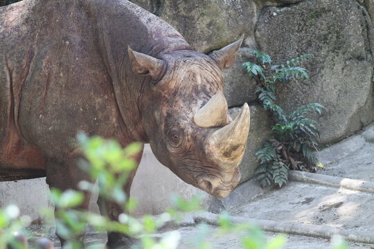 A dynamic three quarter view of a massive black rhinoceros looking intently at the camera.