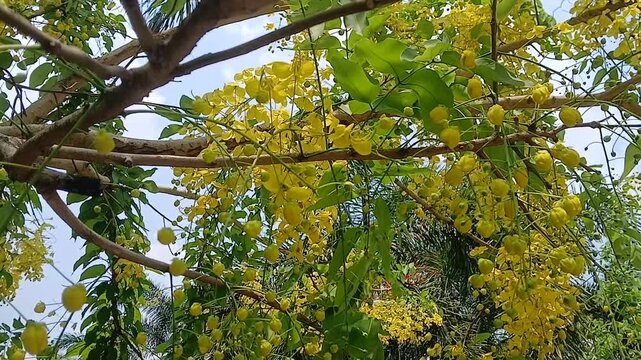 Video of Golden shower tree from India.