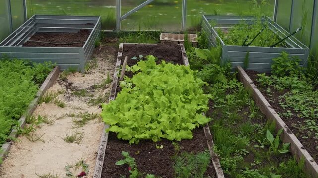 Cultivation of seedlings in indoor garden. Indoor farm with organized rows of sprouting lettuce