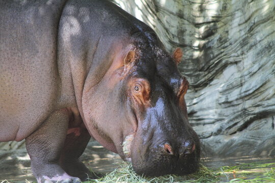 A close up three quarter portrait of a hippopotamus chewing grass on the ground and looking at the camera.