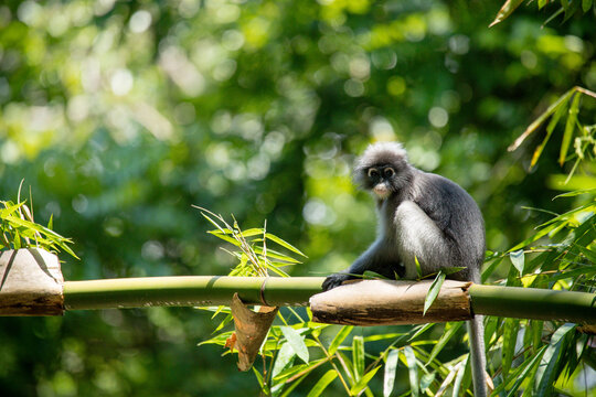A Dusky Leaf Monkey with distinctive white eye rings sitting on a bamboo branch in a lush tropical forest under bright natural sunlight with soft bokeh background and vibrant green foliage.