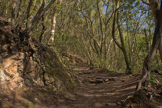 Hiking trail through Anaga laurel forest in Tenerife, canary islands, spain