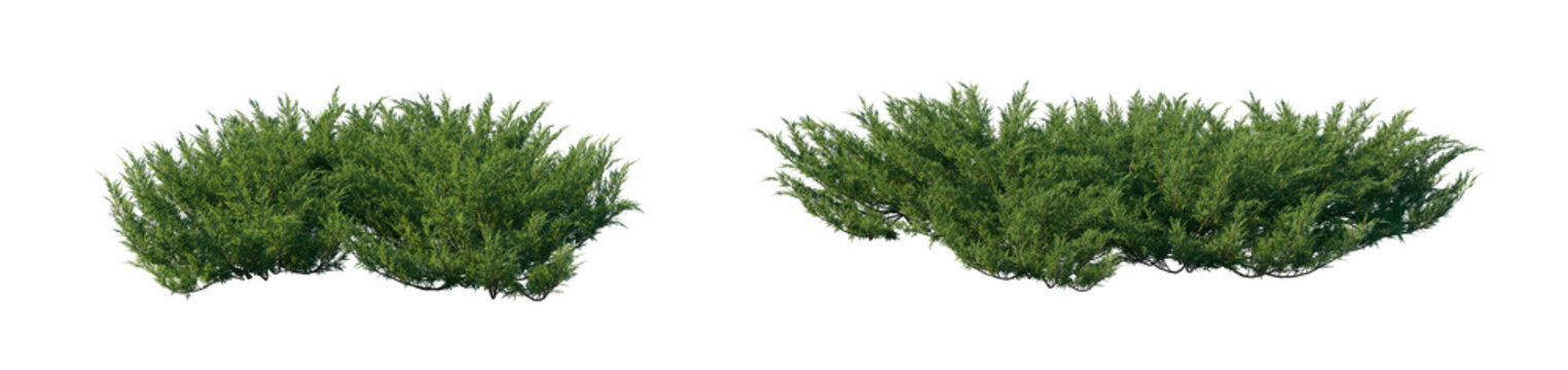 Juniperus sabina two clumps (savin juniper, sabina) isolated PNG on a transparent background premium nature cutout