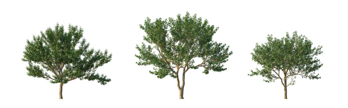 Prunus salicina with fruits (japanese plum, chinese plum, willow leaf plum) isolated PNG on a transparent background premium nature cutout