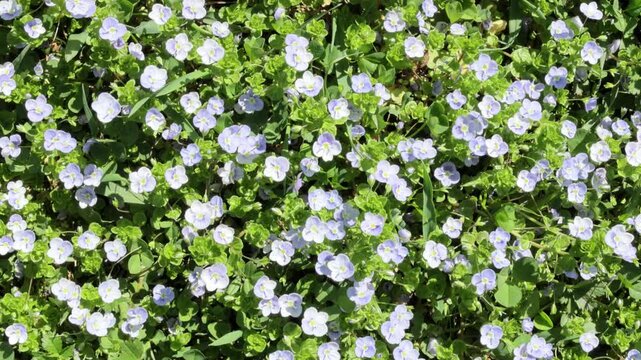 spring meadow with flowering small blue flowers herb Persian Speedwell (Veronica persica) shivering in the wind top view 4k video