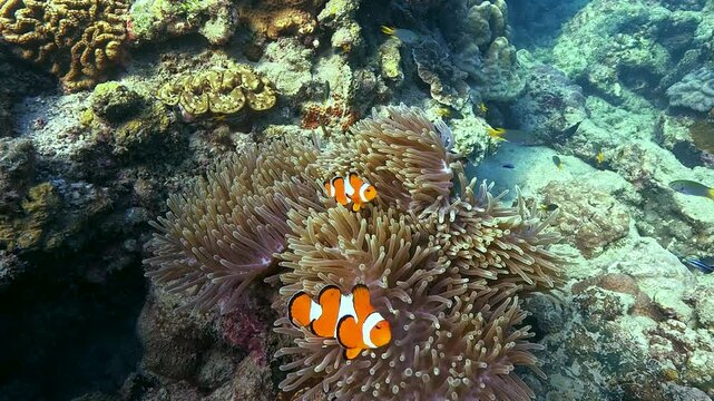 Underwater exploration reveals exotic fish swimming above a vibrant anemone colony. Sunlight filters through clear blue water, showcasing diverse marine life in the tropical Indian Ocean