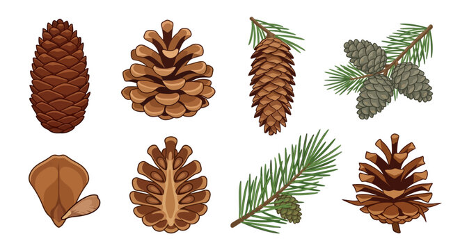 pine cones and needles illustration on a white background