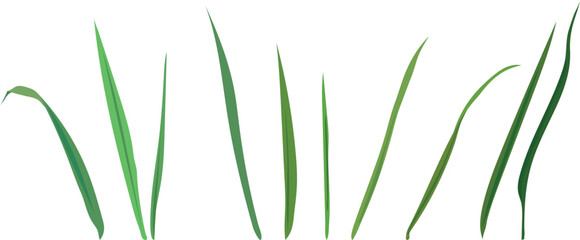 Naklejka premium Green grass blades set. Isolated vector elements