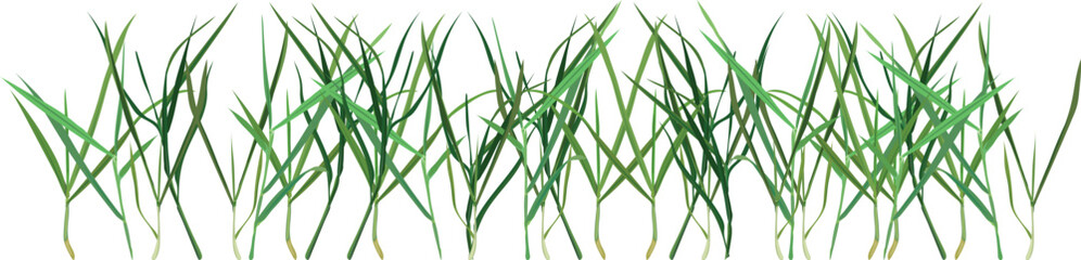 Fototapeta premium Green grass border. Seamless horizontal vector pattern isolated on white