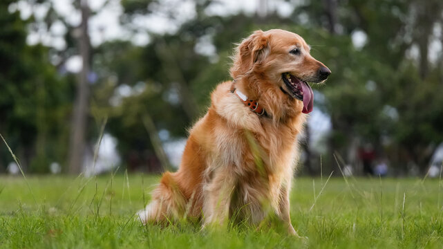 Cute golden retriever resting on lawn in nature with relaxed mood and bright outdoor lifestyle concept