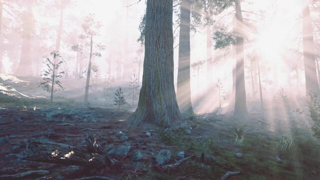 Sunlit central tree trunk with dramatic rays streaming, textured bark and moist moss on rocky ground, roots winding into shadowed earth, warm golden light