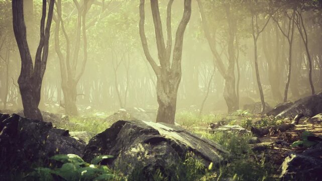 Misty rocky glade with damp ferns and scattered boulders, moody atmosphere suited for reflective editorials or environmental fieldwork visuals focusing