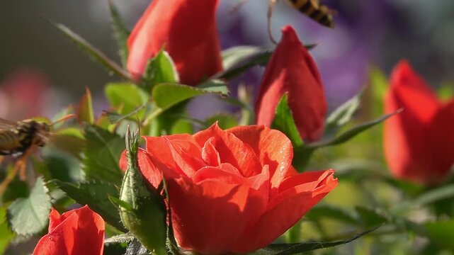 Wasps Bees on red rose flower
