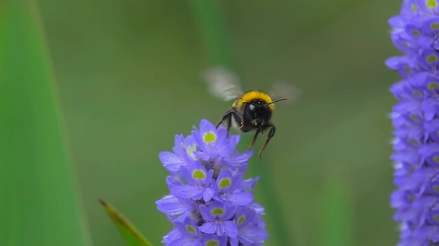 Bumblebee on purple flower. Slow motion.
