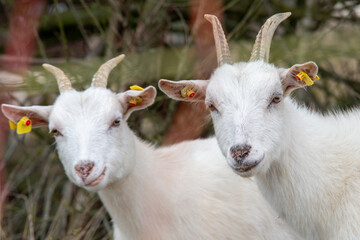 Fototapeta premium Funny Pair of White Goats Looking Into Camera Outdoors - Two funny white goats with curious expressions posing together in a peaceful natural countryside setting.
