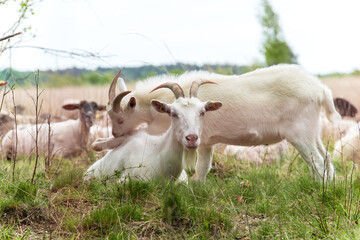Fototapeta premium Mother Goat Caring for Baby Goat in Natural Moor Landscape - Tender moment between mother goat and baby goat resting together in peaceful natural grassland.