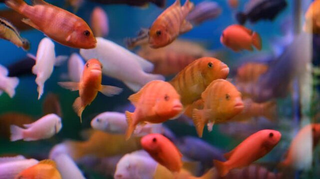 A close-up shot of several vibrant orange and pinkish-white cichlid fish swimming together in a clear water aquarium environment.