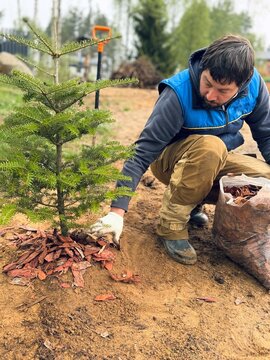 A man plants a fir tree and spreads mulch around the trunk on his countryside property
