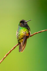 Obraz premium Black bellied hummingbird on a branch