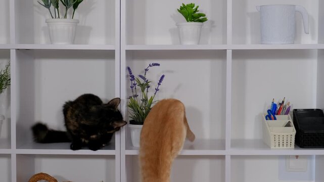 A tortoiseshell cat and a ginger cat playing and resting on white cubic bookshelves in a bright minimalist interior.